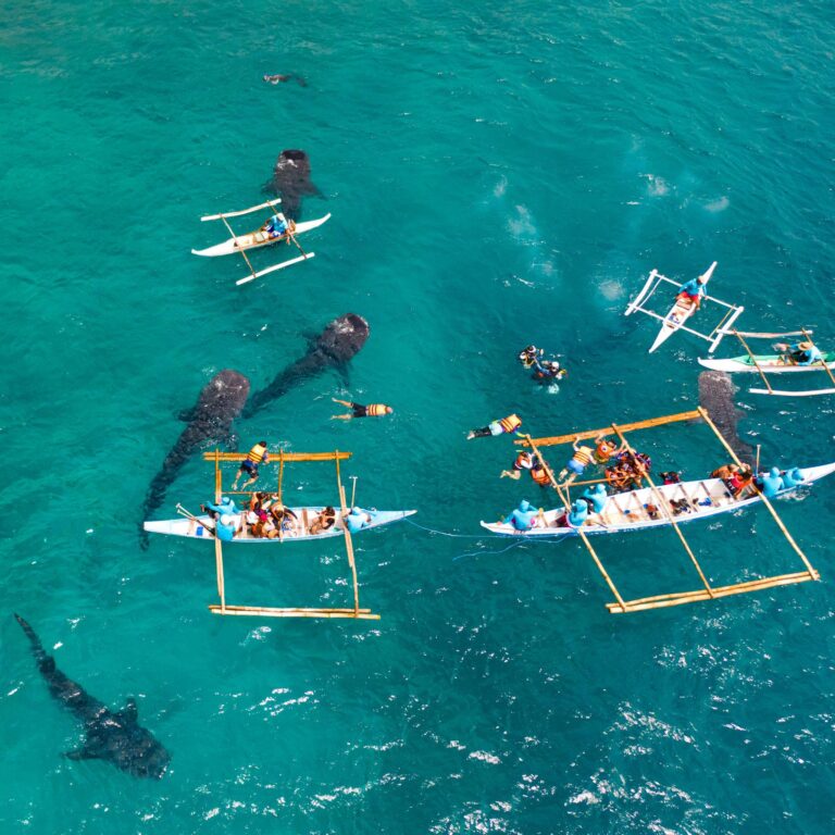 Oslob Whale Shark
